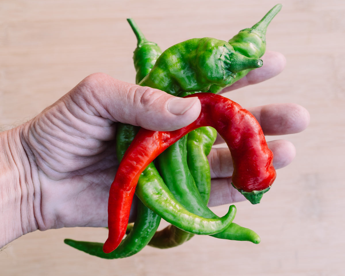 Hot Portugal Pepper