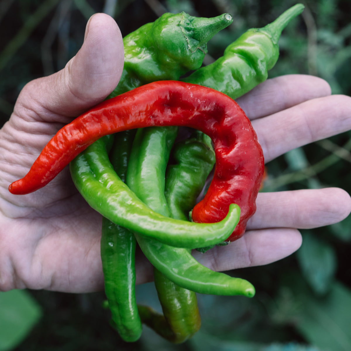 Hot Portugal Pepper