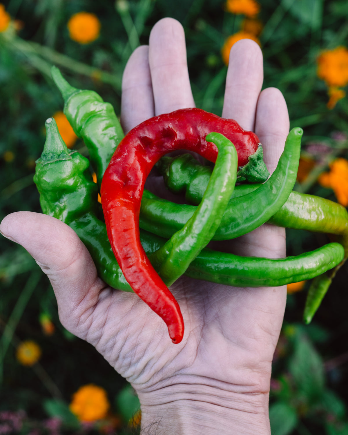 Hot Portugal Pepper