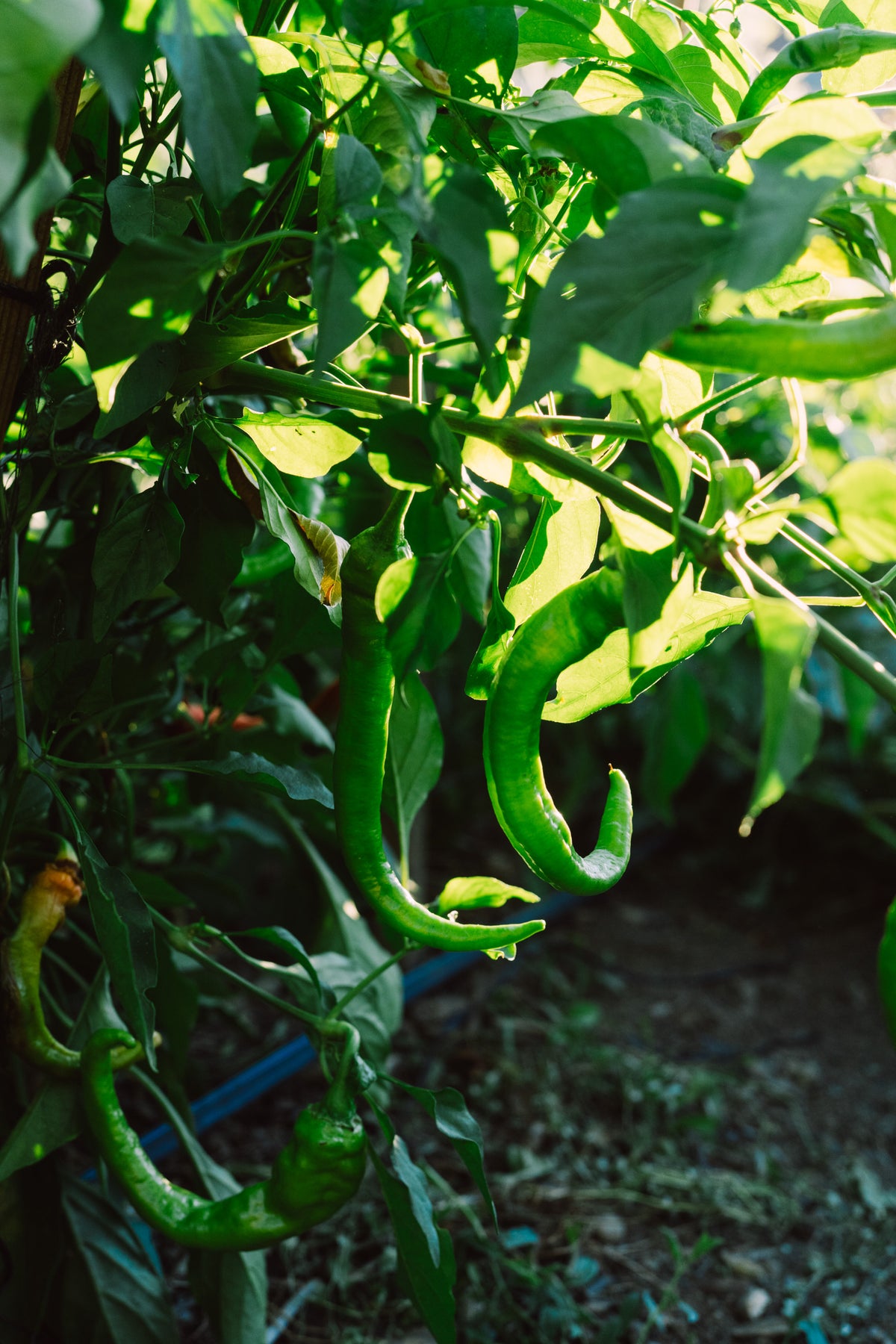Hot Portugal Pepper