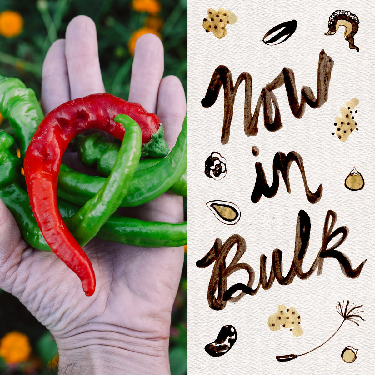 Hot Portugal Pepper