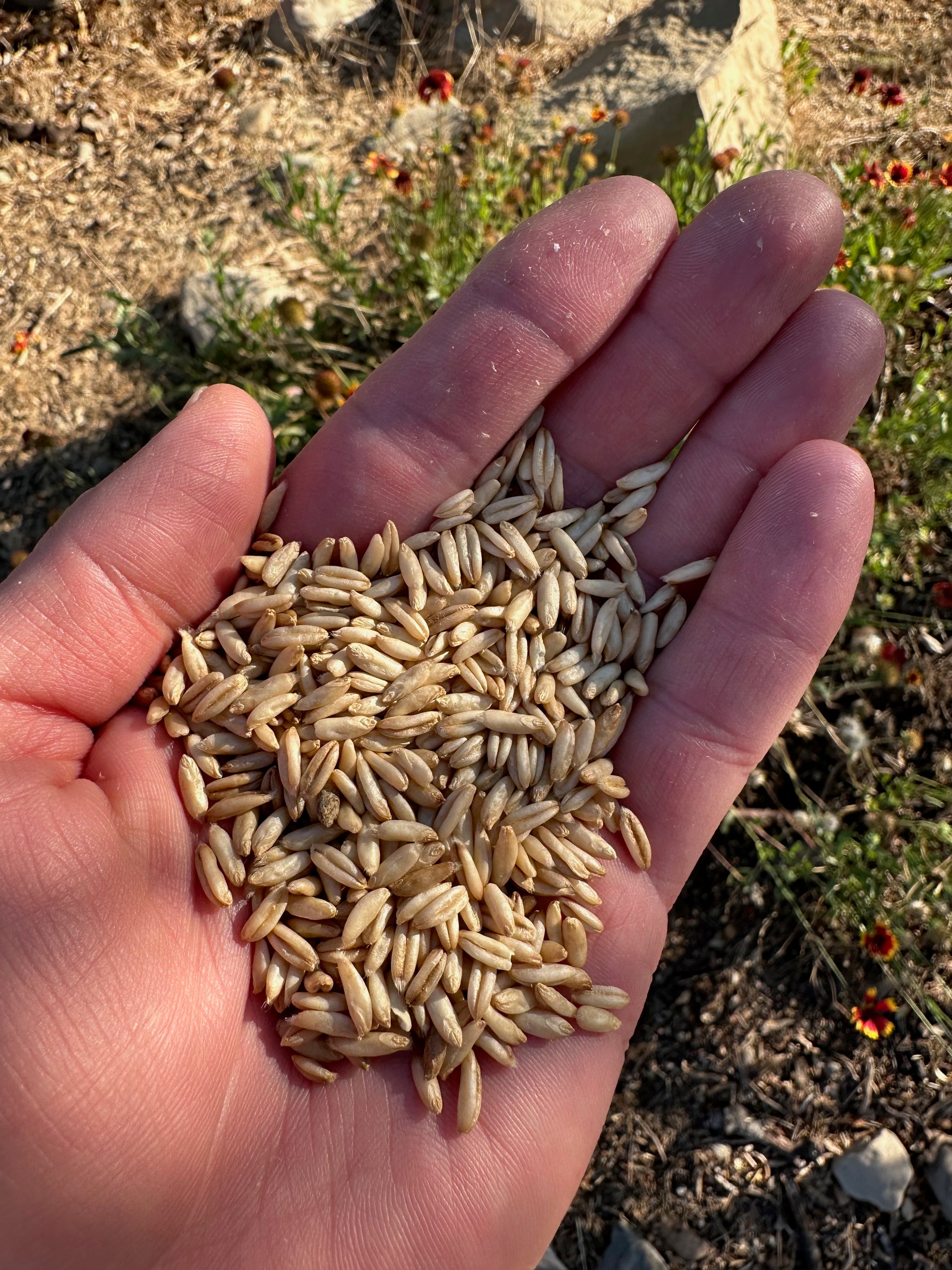 whole oat seeds for planting Plant Good Seed Hulless Oat Seeds for Planting: Organic Grain, 275 Seed Packet