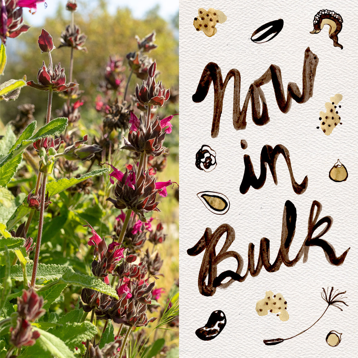 Hummingbird Sage