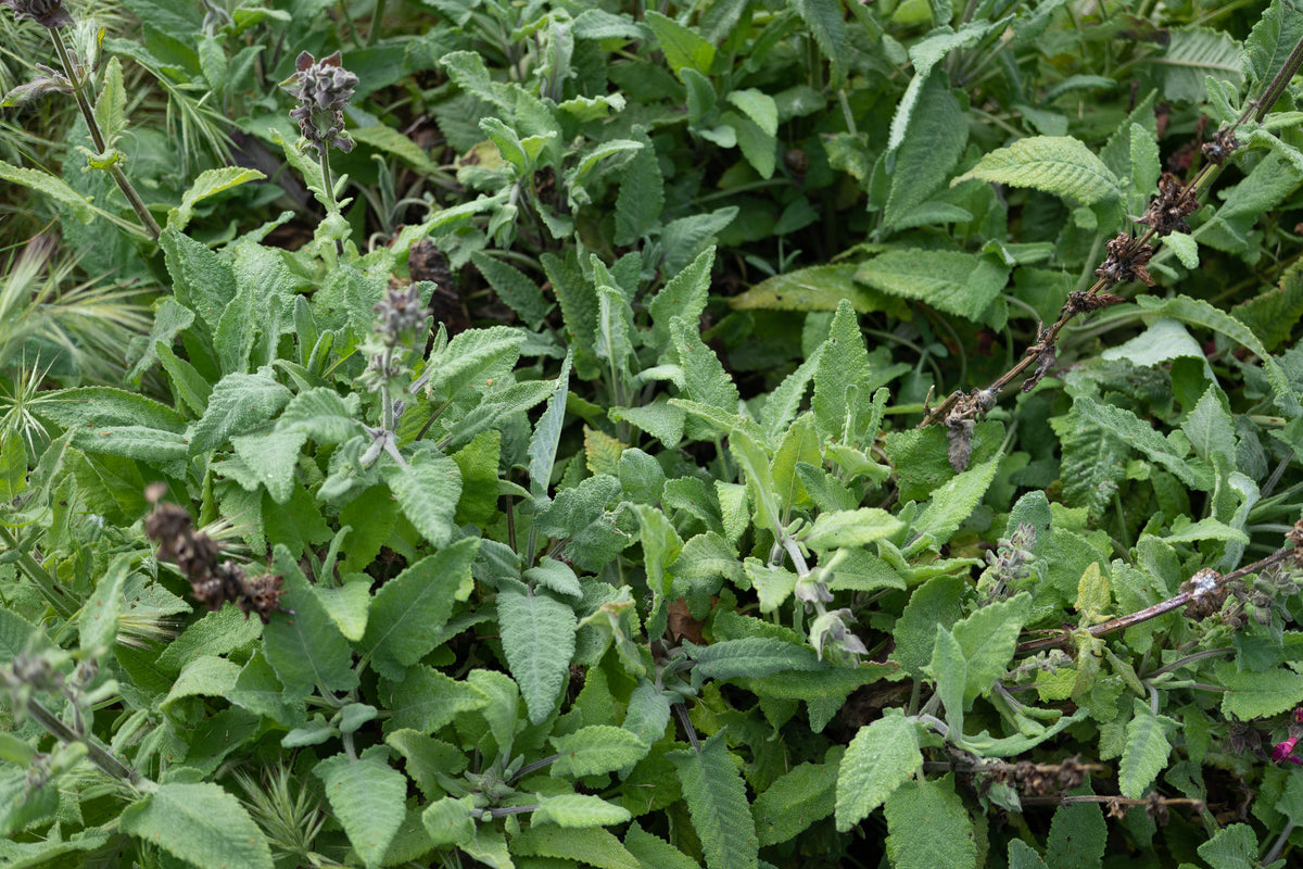 Hummingbird Sage