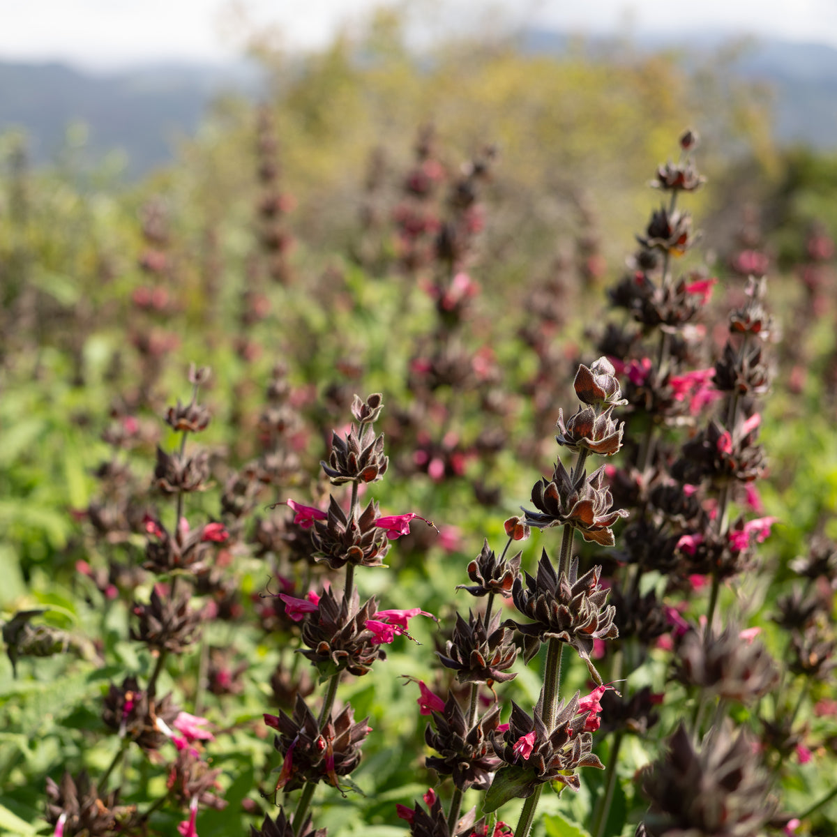 Hummingbird Sage