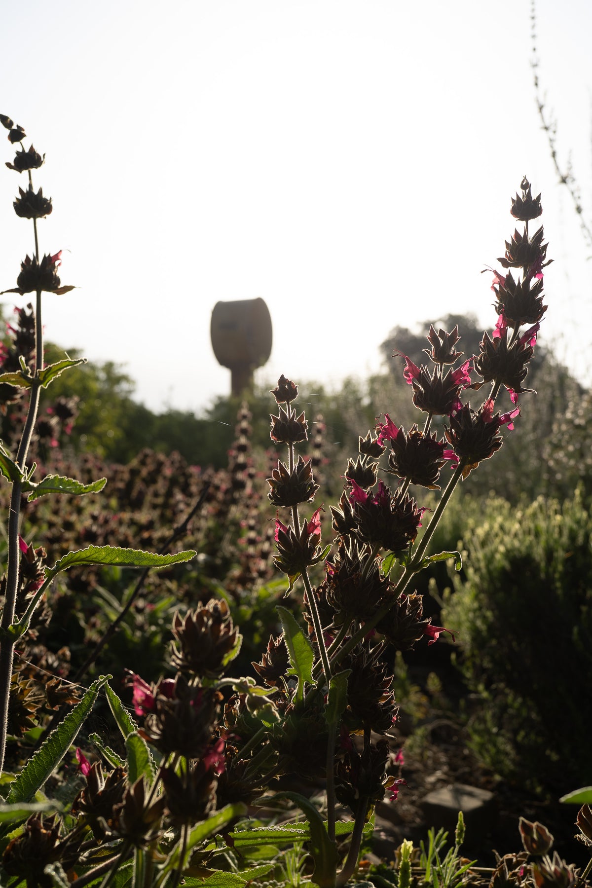 Hummingbird Sage