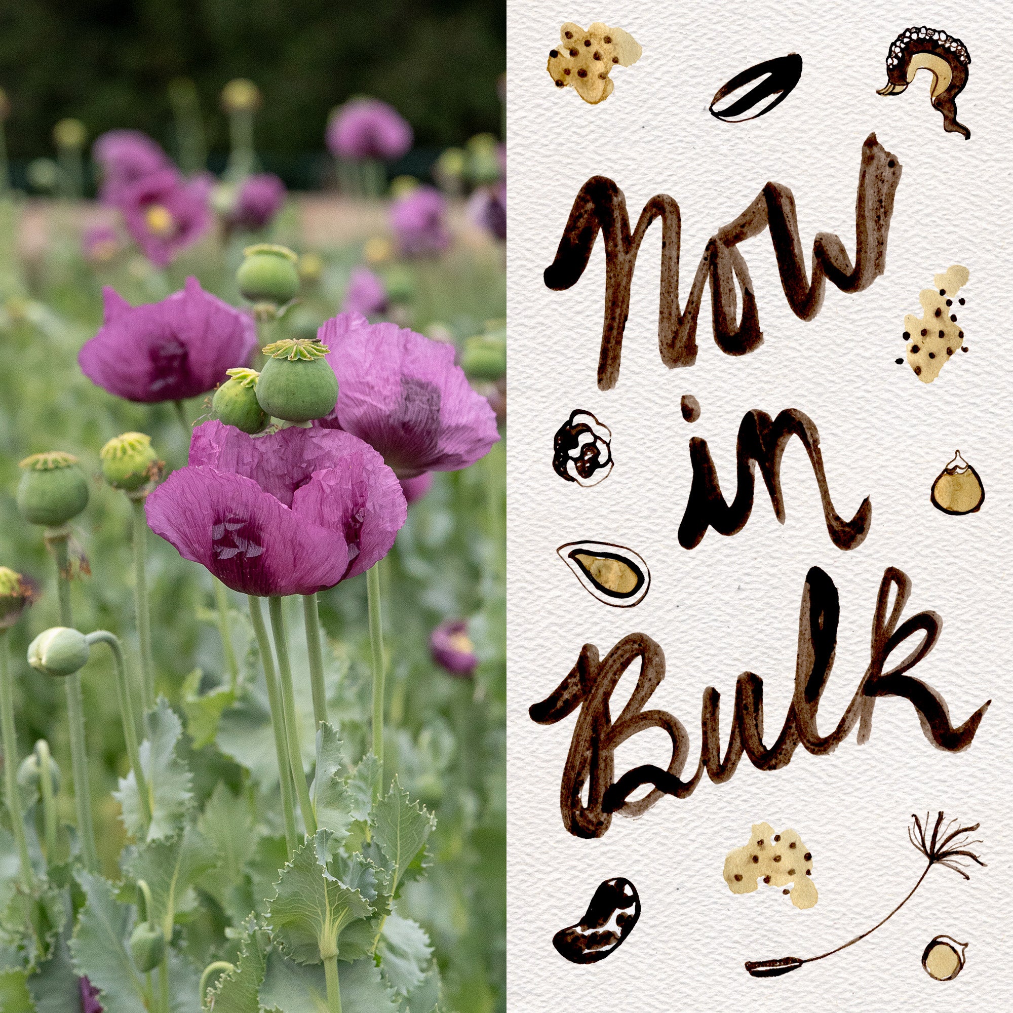 edible poppy seed plant Plant Good Seed Hungarian Breadseed Poppy Seeds for Planting: Organic Full Sun Annual 250 Seed Packet