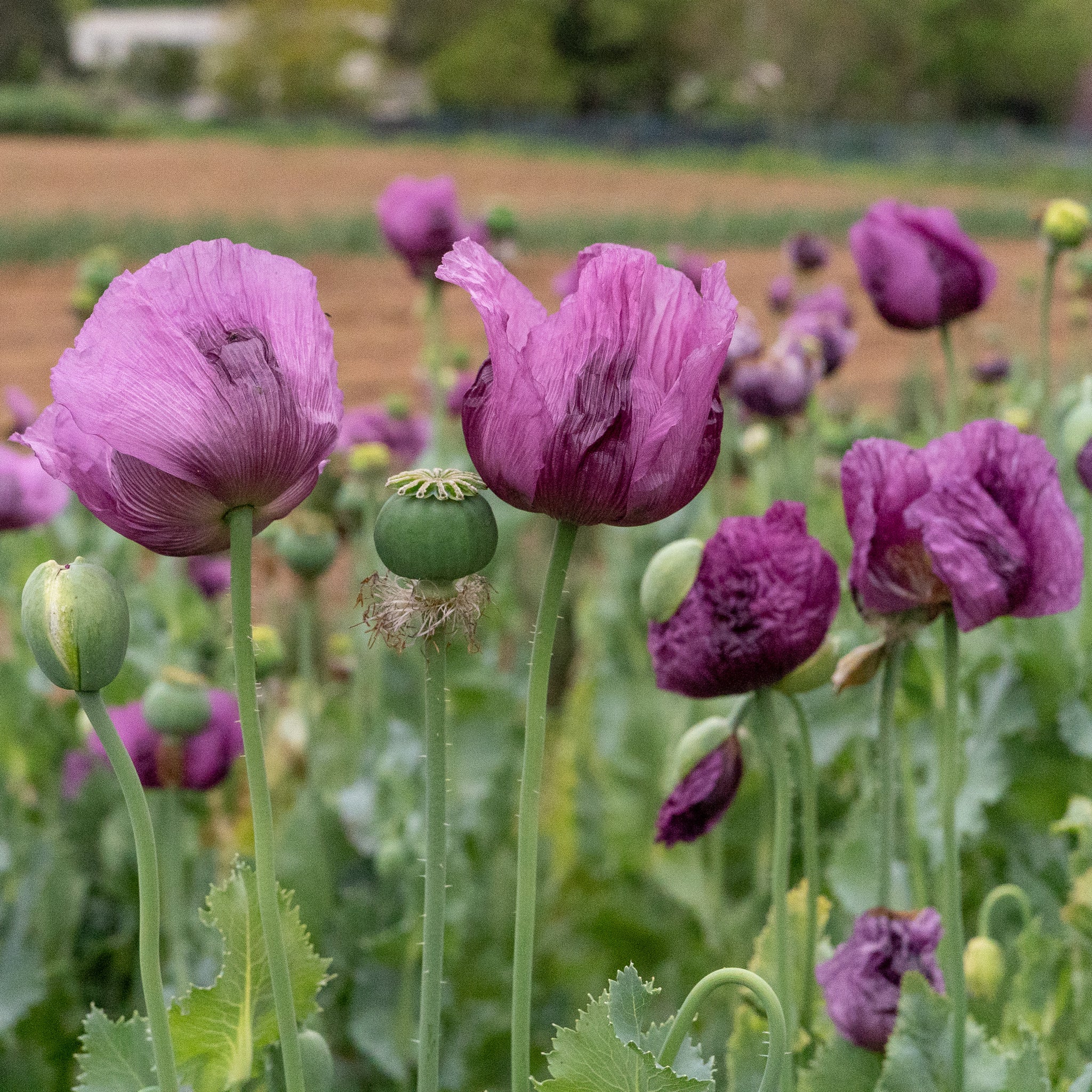 poppy seed plant name Hungarian Breadseed Poppy Seeds