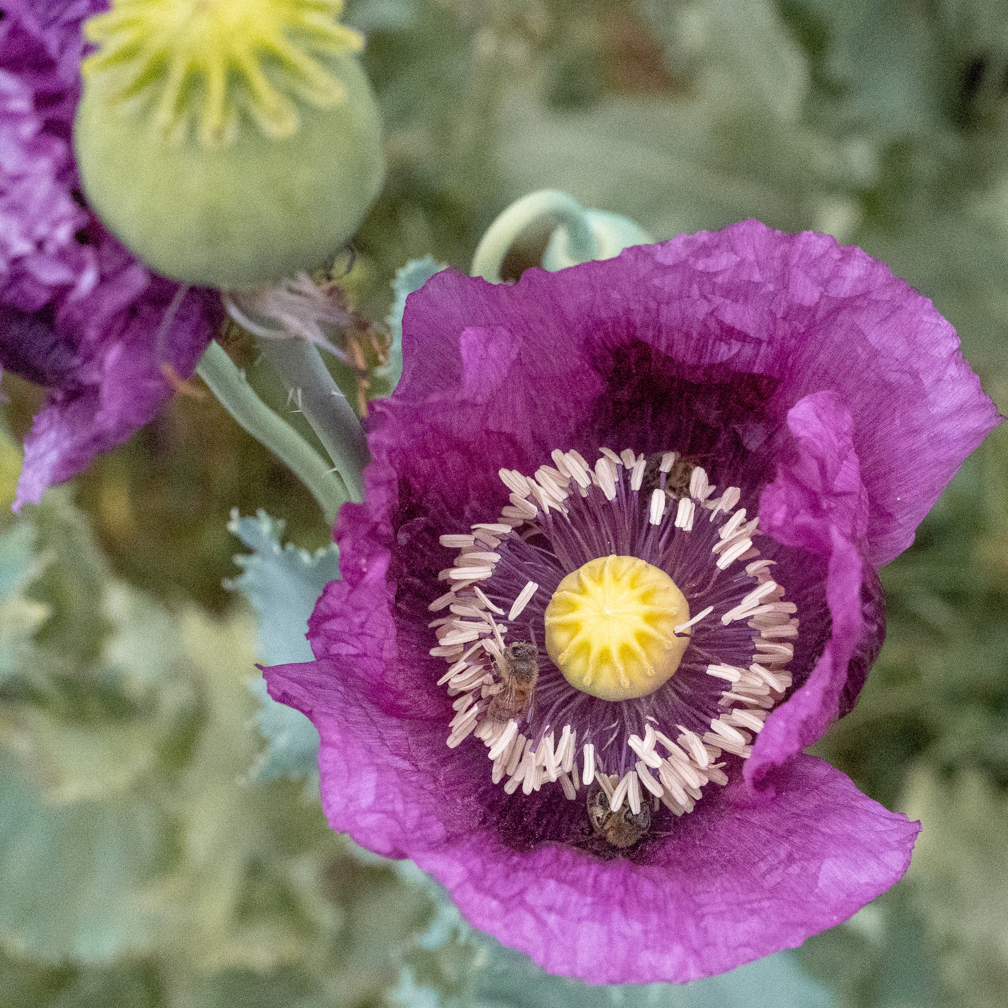 poppy seed plant Hungarian Breadseed Poppy Seeds