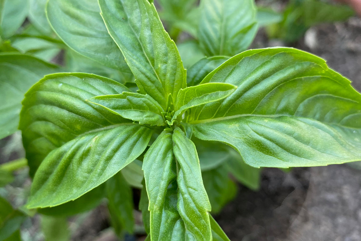 Italian Large Leaf Basil