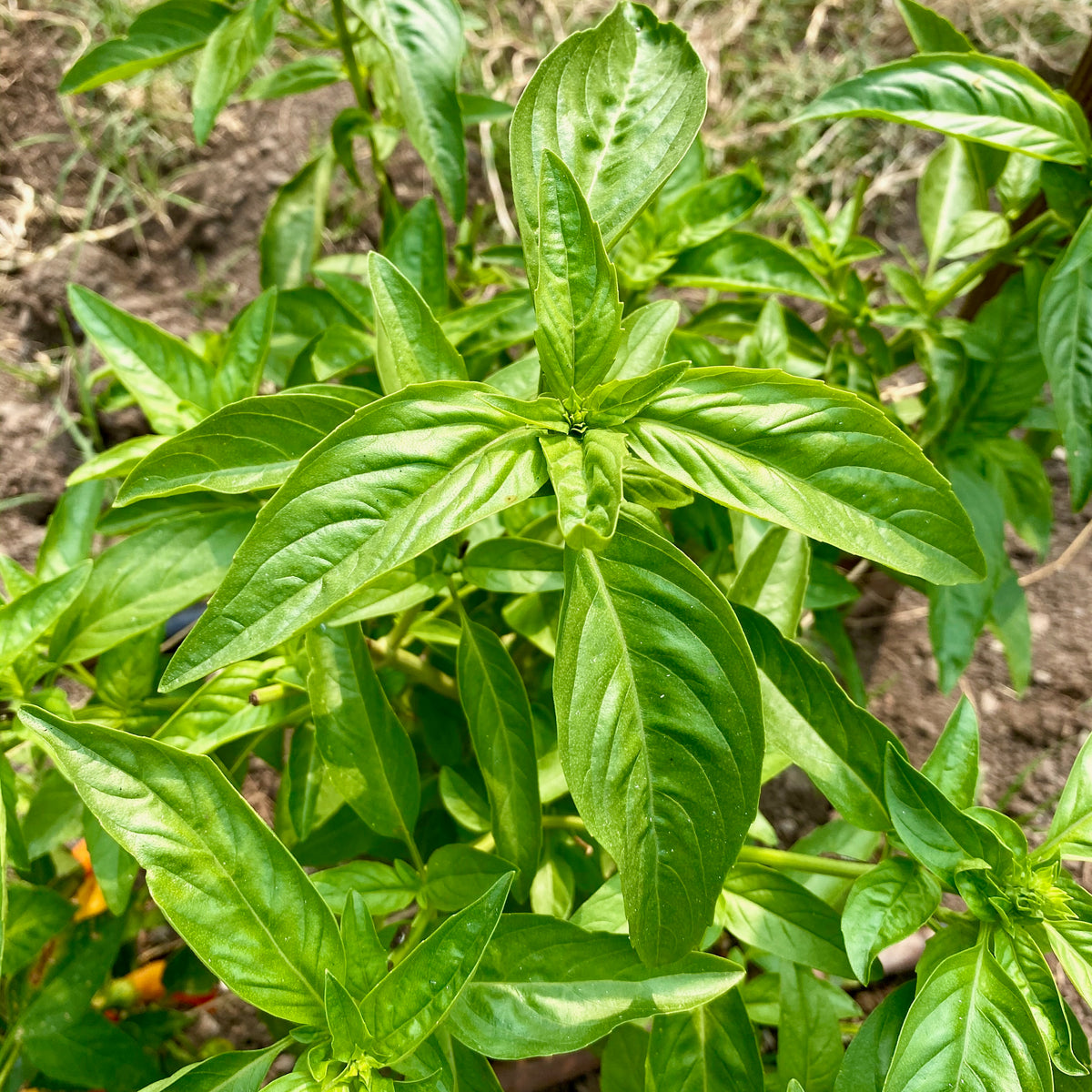 Italian Large Leaf Basil