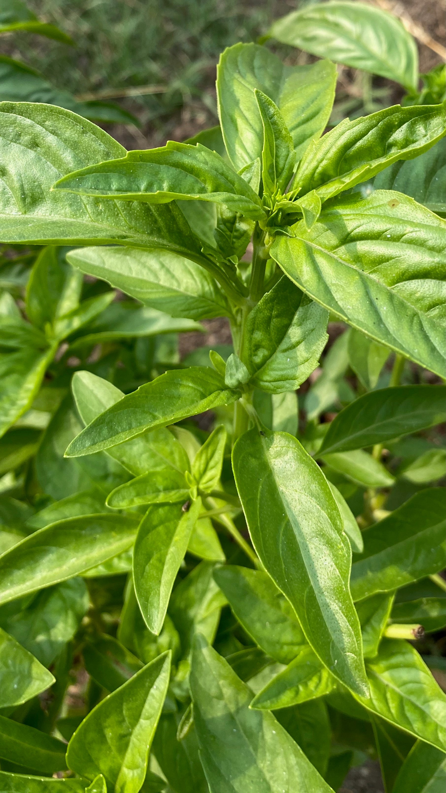 basil seeds in plant Italian Large Leaf Basil Seeds
