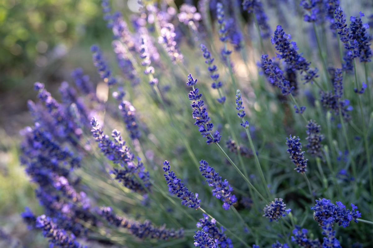 Blue Spear Lavender