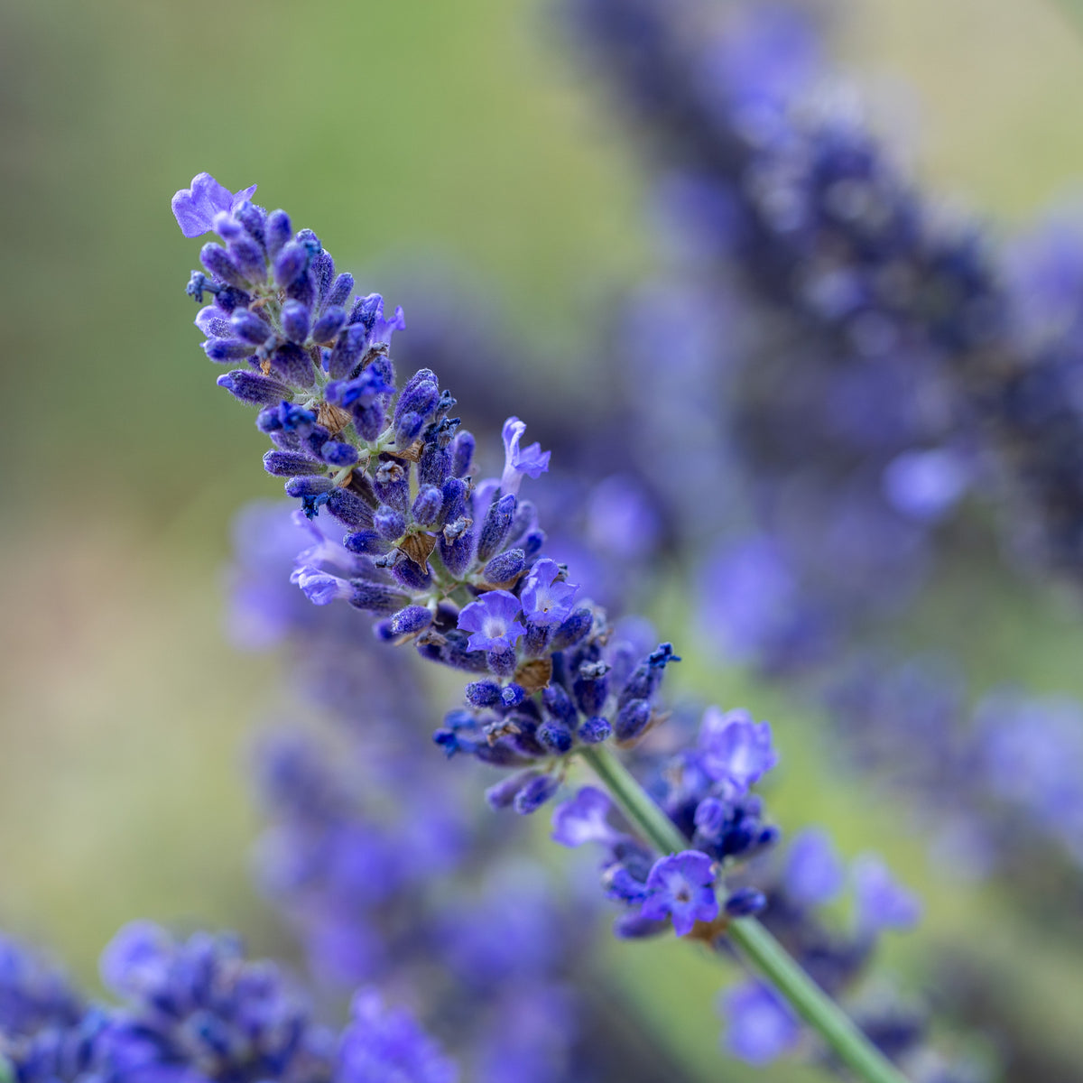 Blue Spear Lavender