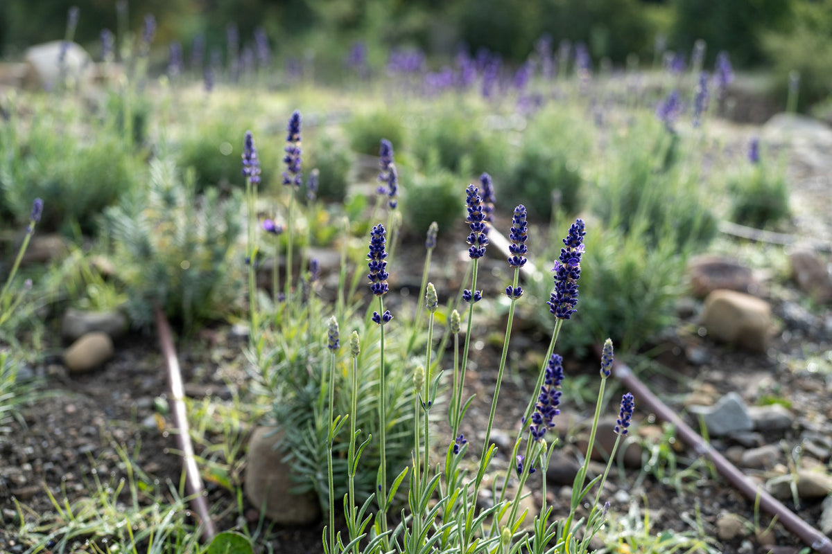 Blue Spear Lavender