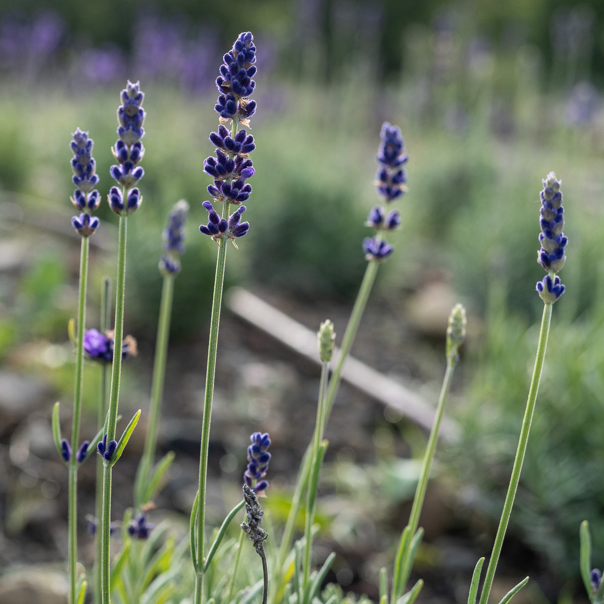Blue Spear Lavender