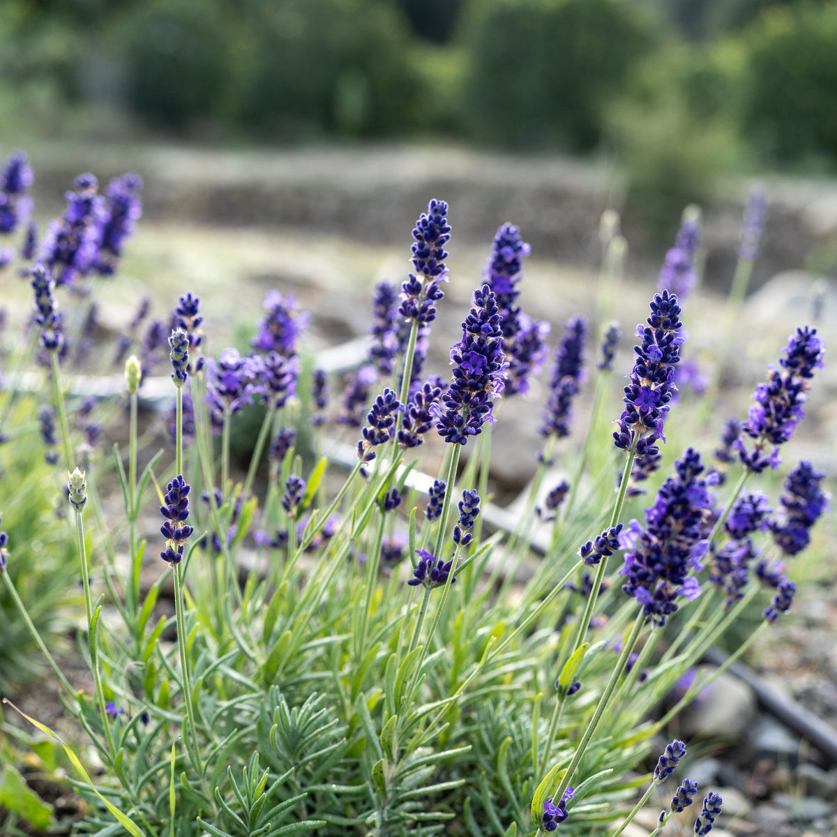 Blue Spear Lavender