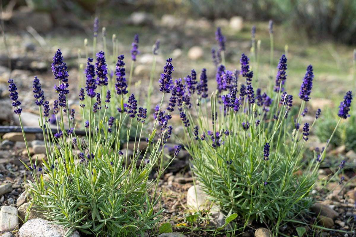 Blue Spear Lavender