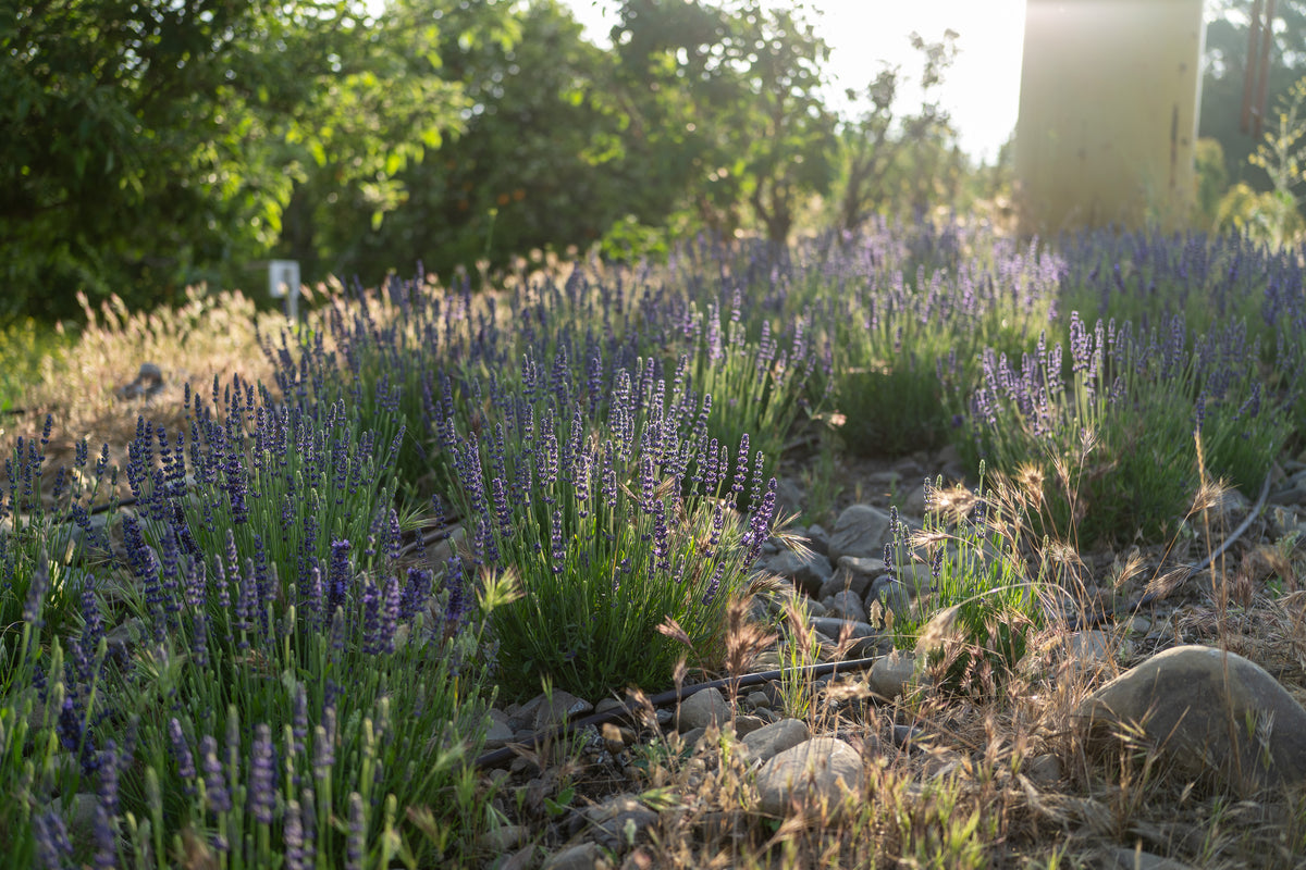 Blue Spear Lavender