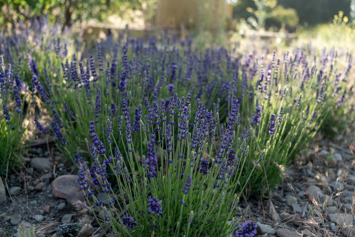 Blue Spear Lavender