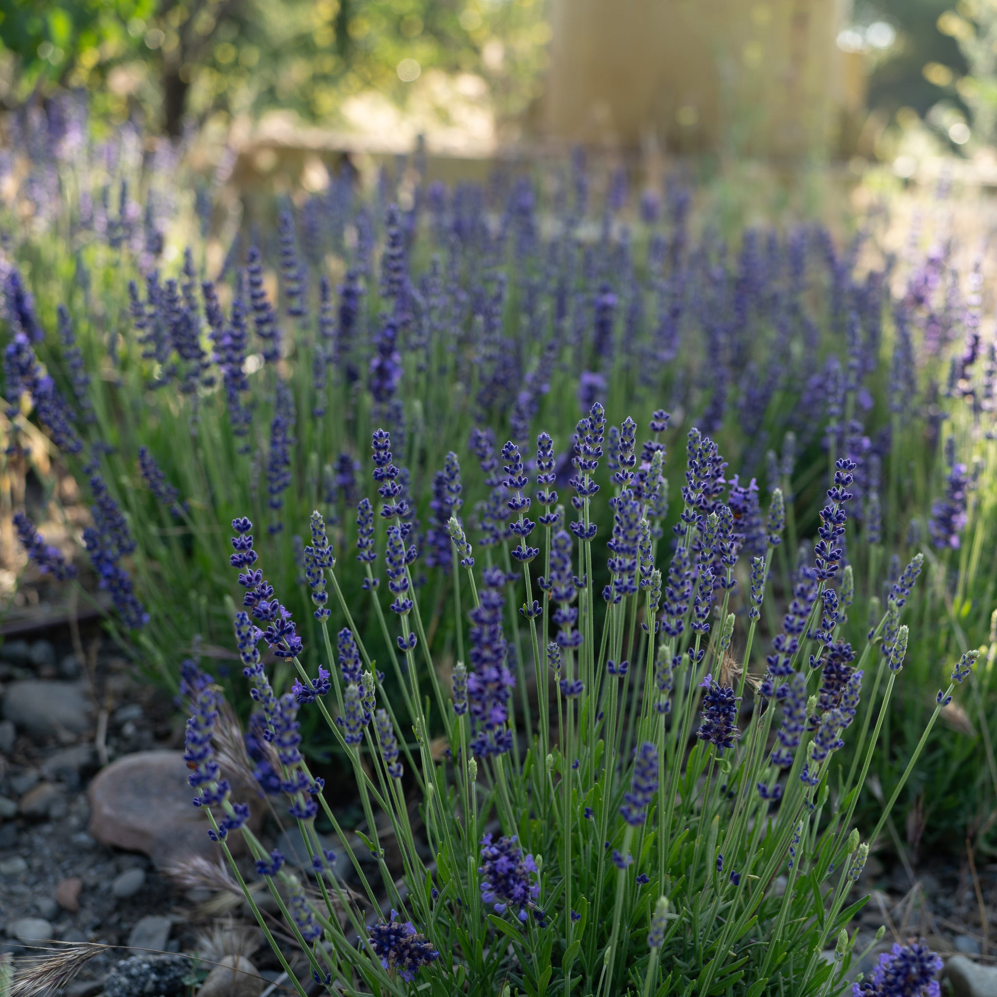 planting blue spear lavender Plant Good Seed Ivan's Pride Lavender Seeds for Planting: Perennial Container Plant, 50 Seed Packet