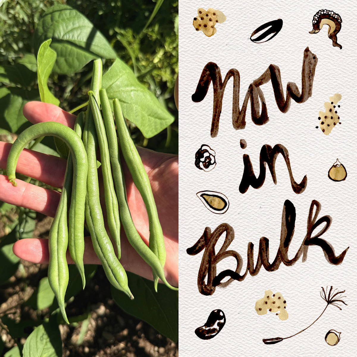 Jade Snap Bean