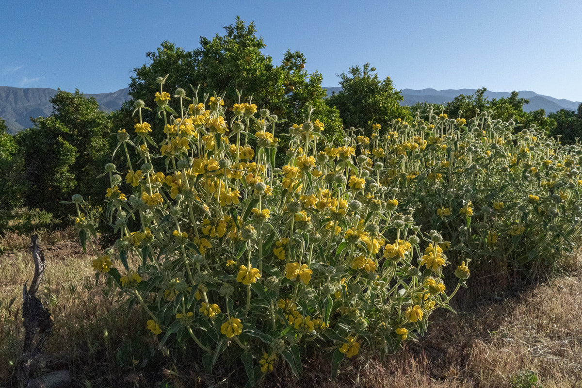 Jerusalem Sage