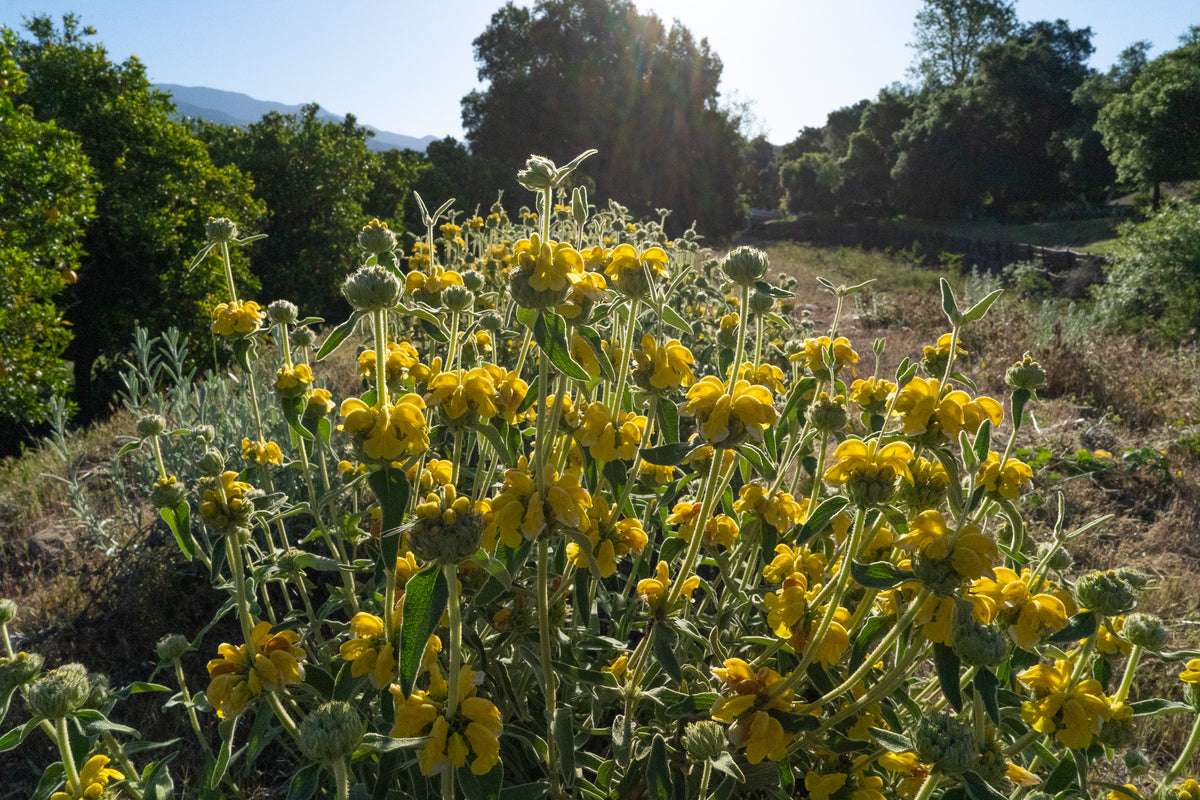 Jerusalem Sage