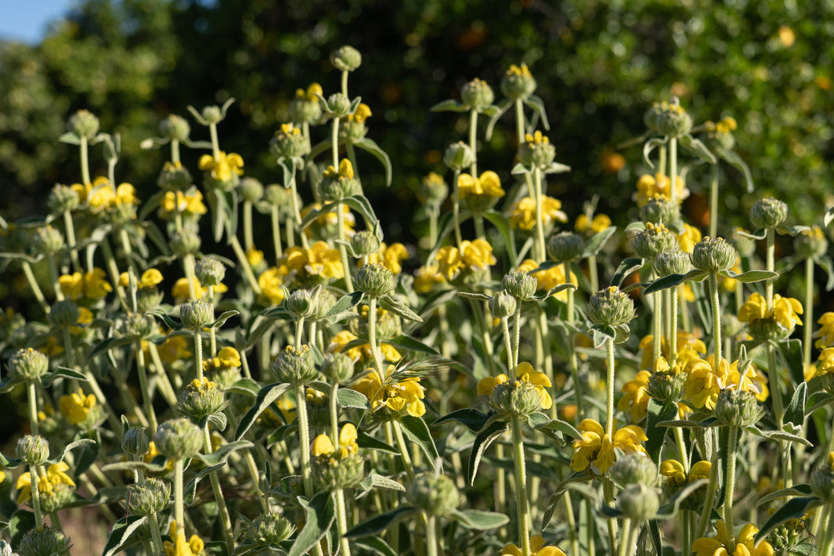 Jerusalem Sage