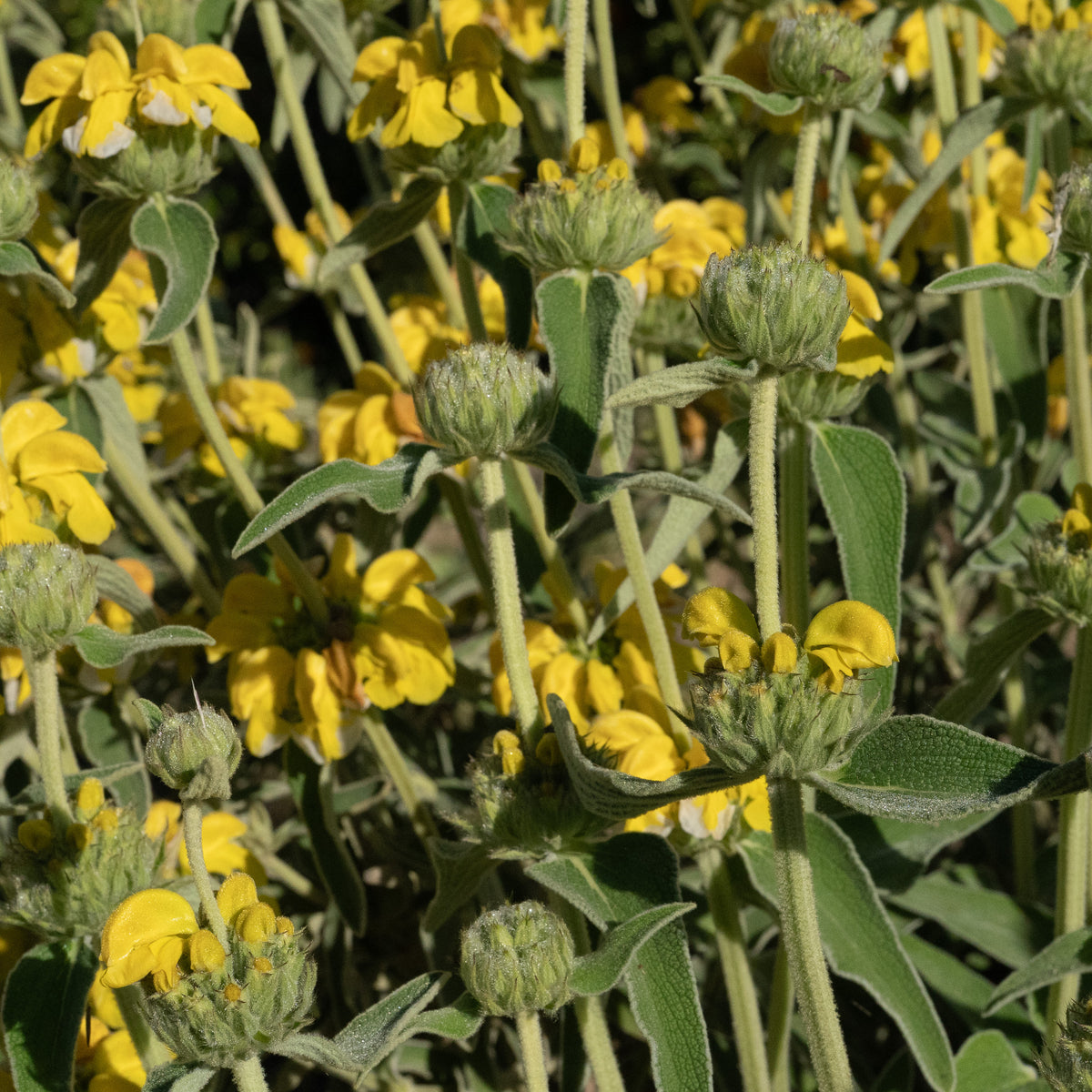 Jerusalem Sage