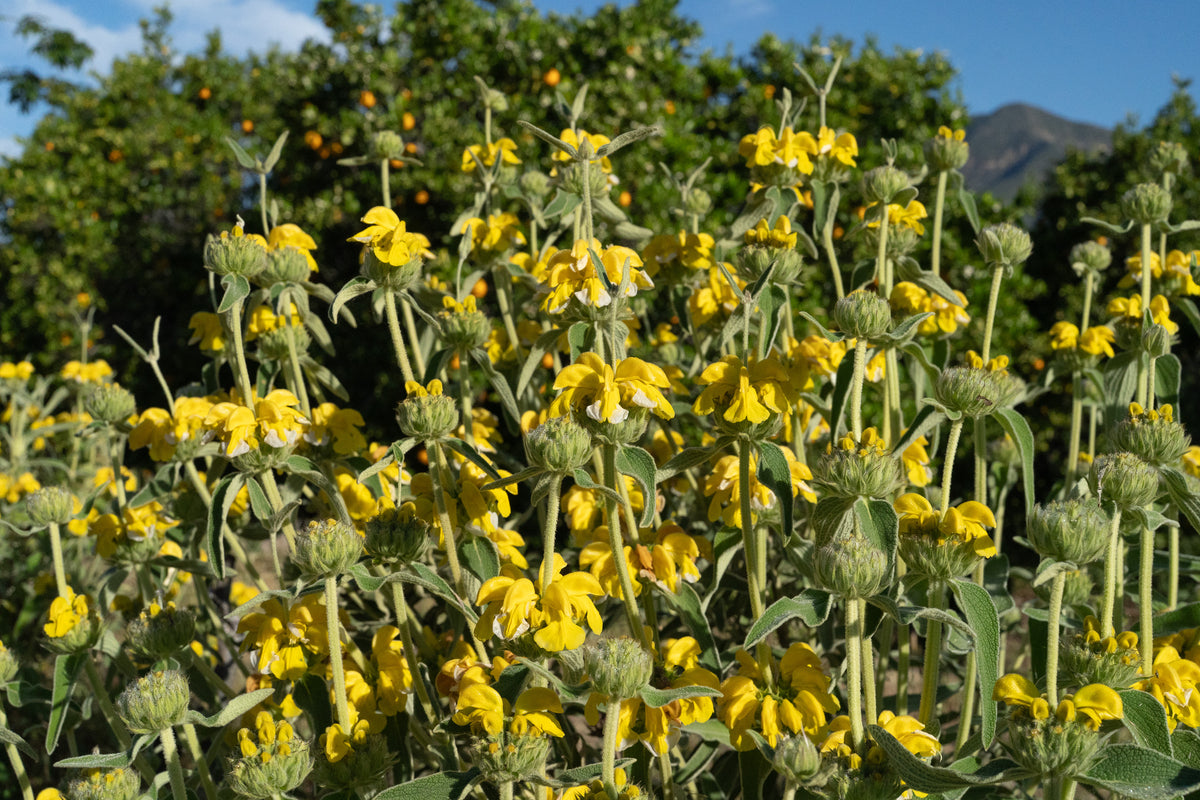 Jerusalem Sage