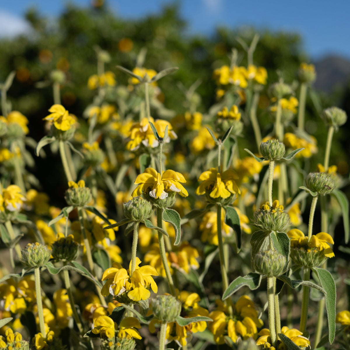 Jerusalem Sage
