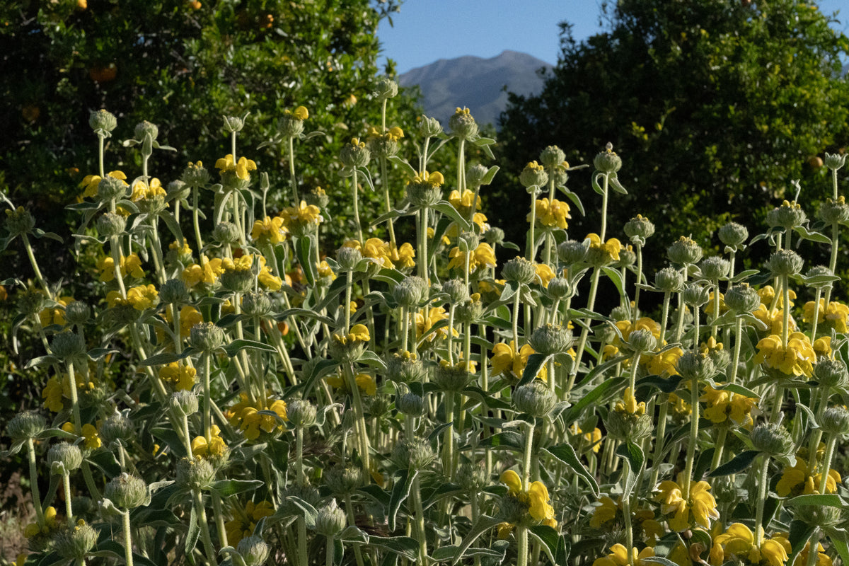 Jerusalem Sage