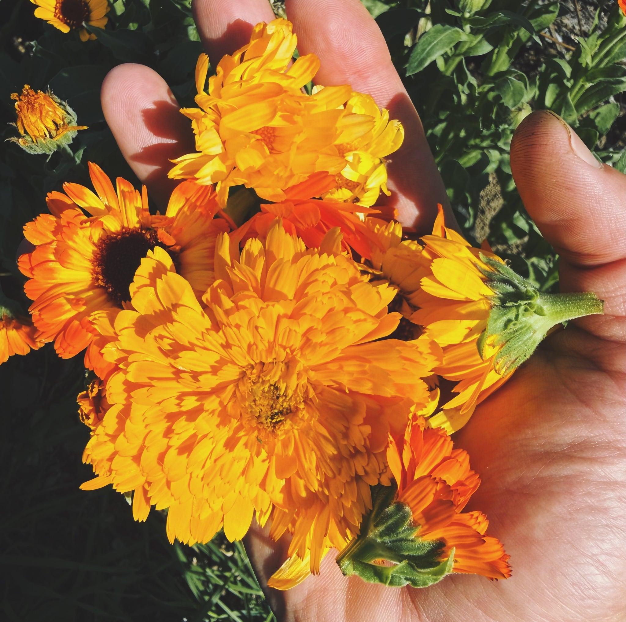 calendula succulent Kablouna Calendula Flower Seeds Packet: 60 Seeds (0.75 gram), OG