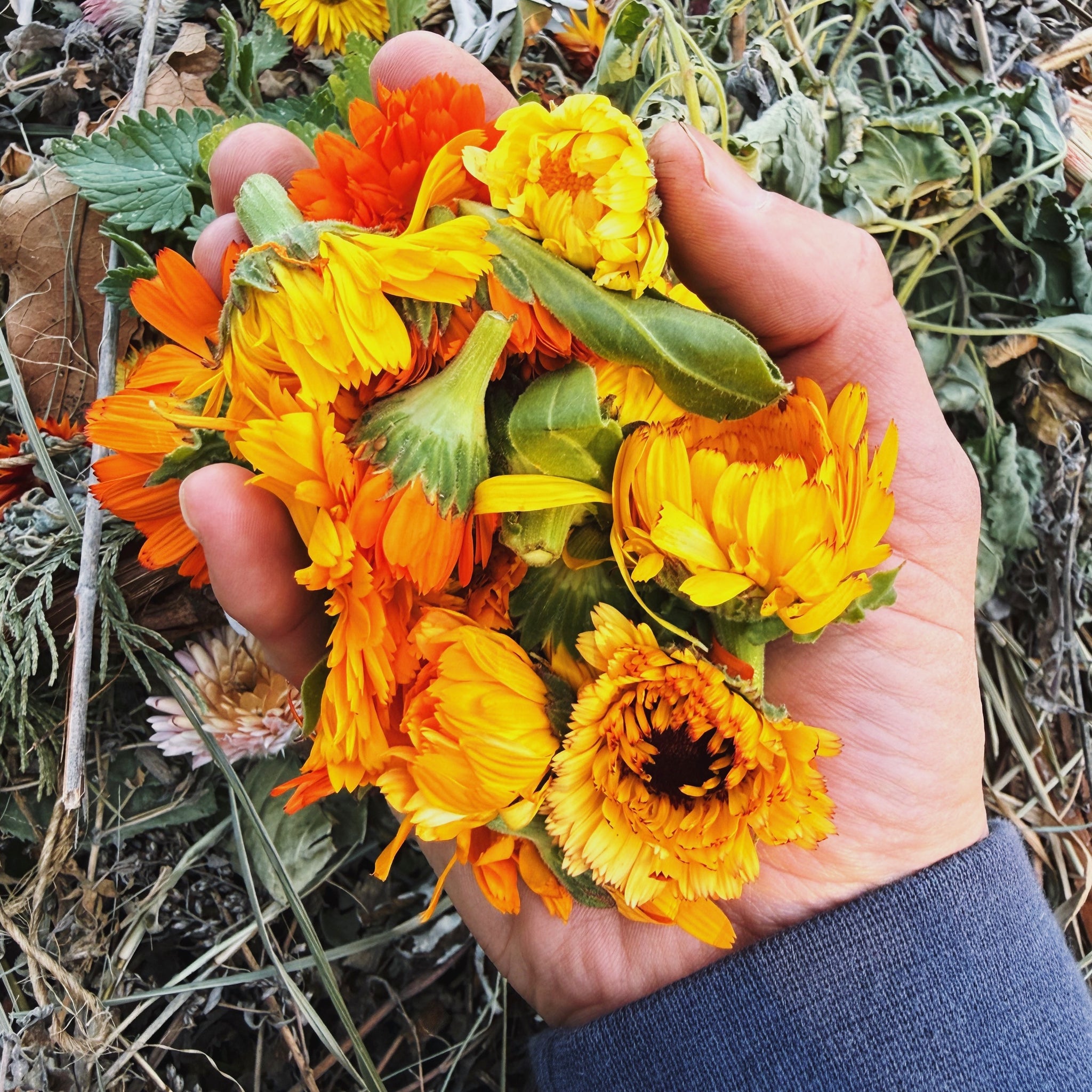 kadupul flower seeds Kablouna Calendula Flower Seeds Packet: 60 Seeds (0.75 gram), OG