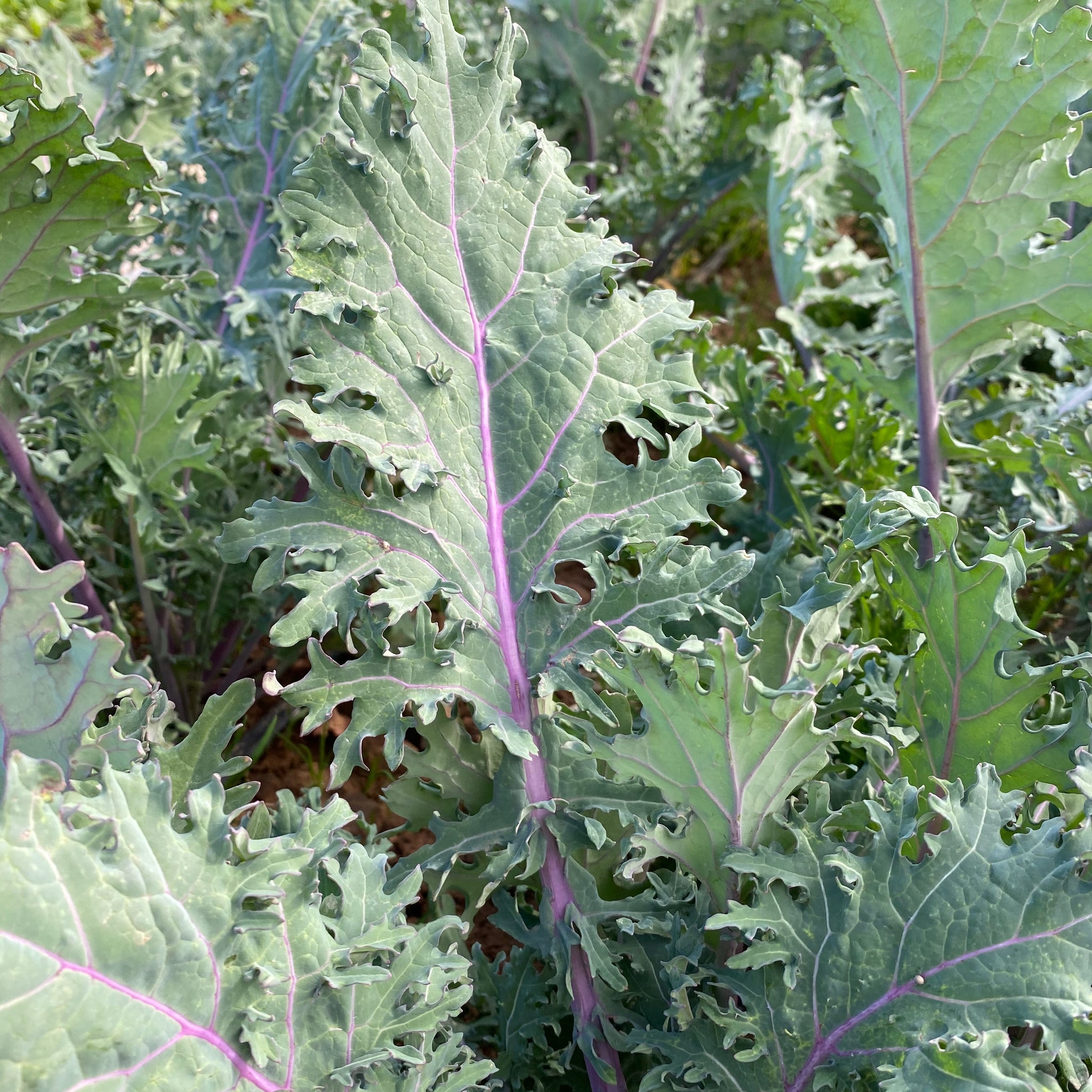 list of tropical succulents Red Russian Kale BULK: 1 ounce, OG