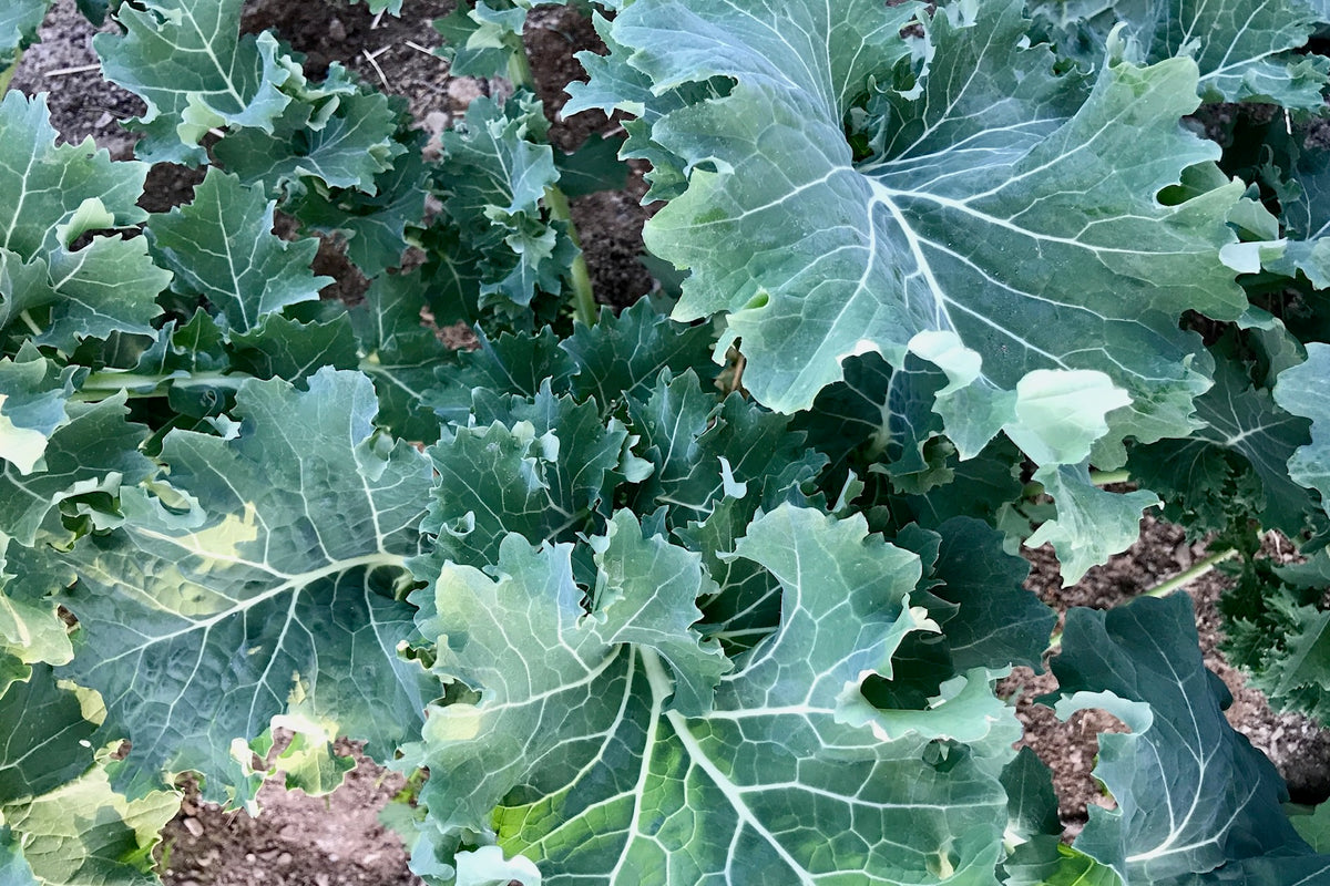 True Siberian Kale