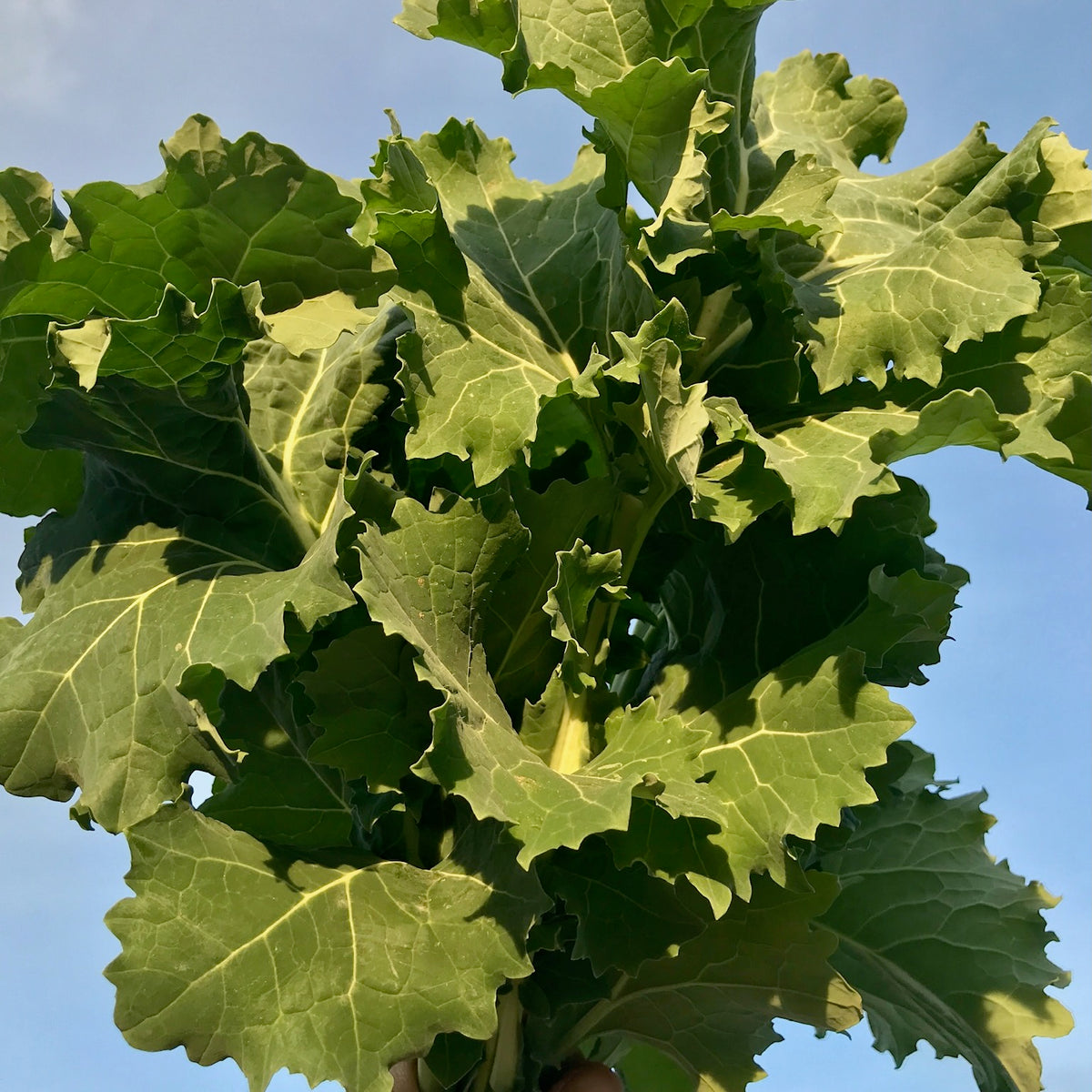 True Siberian Kale
