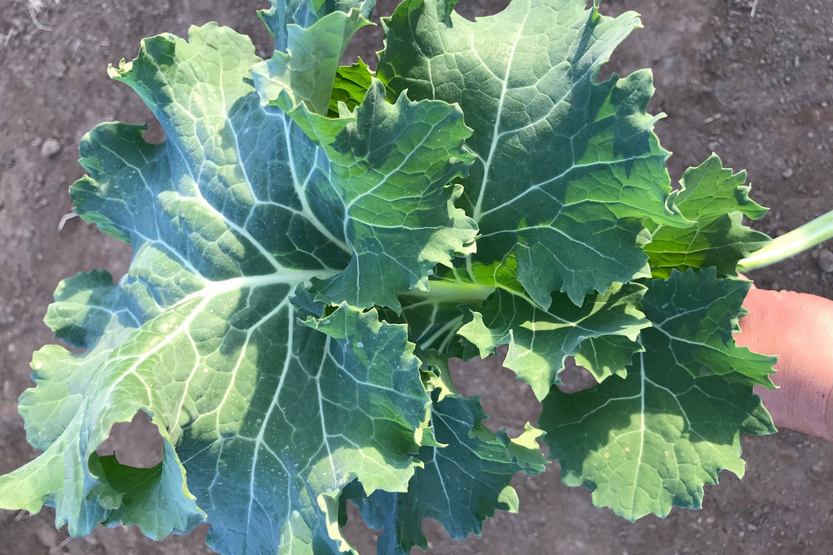 True Siberian Kale