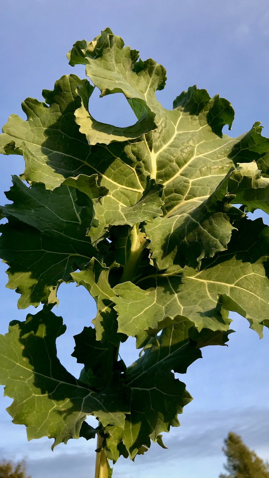 True Siberian Kale
