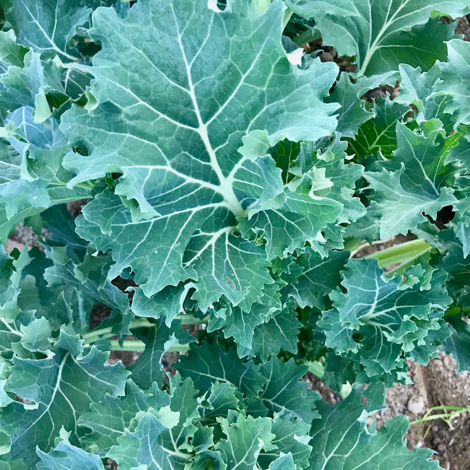 kale seeds on plant True Siberian Kale Seeds
