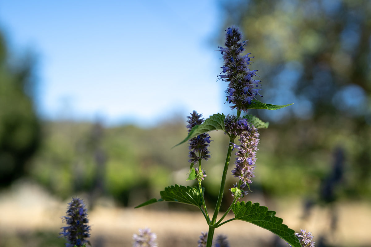 Korean Licorice Mint