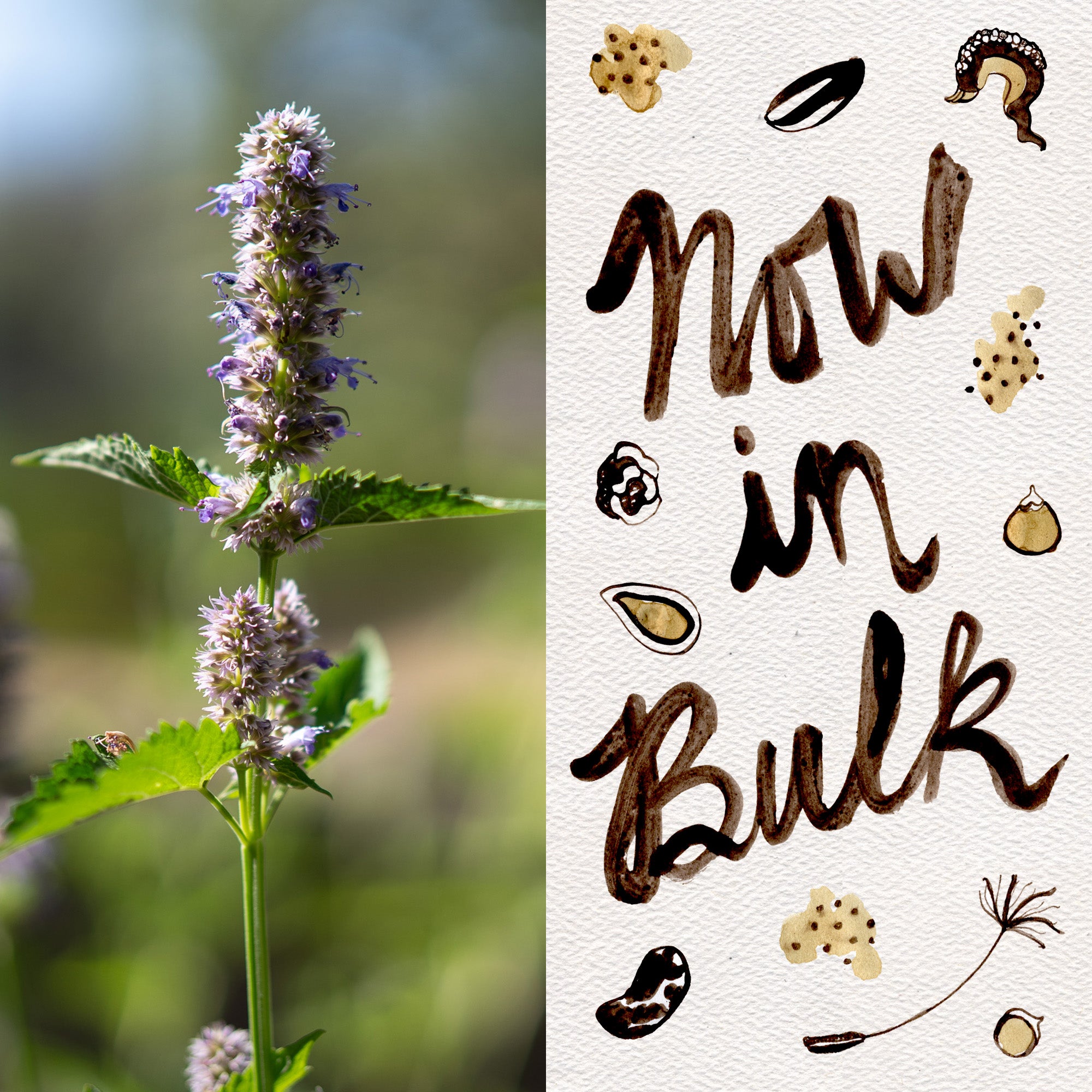 Korean Licorice Mint Seeds BULK: 42,000 Seeds (1 ounce)