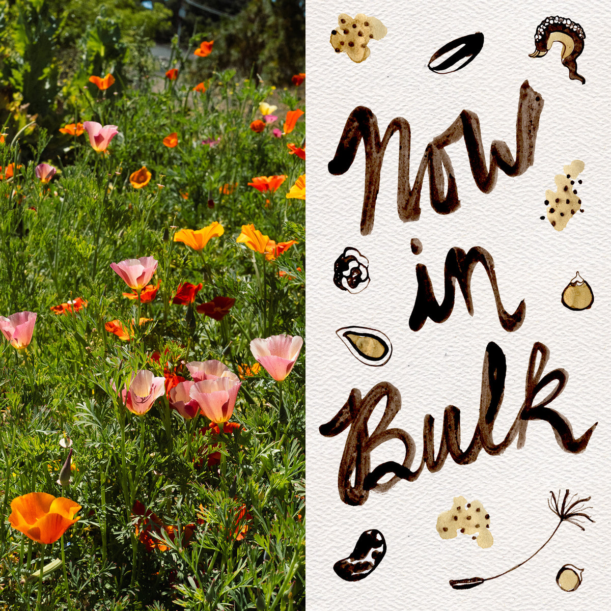 Landback California Poppy Mix