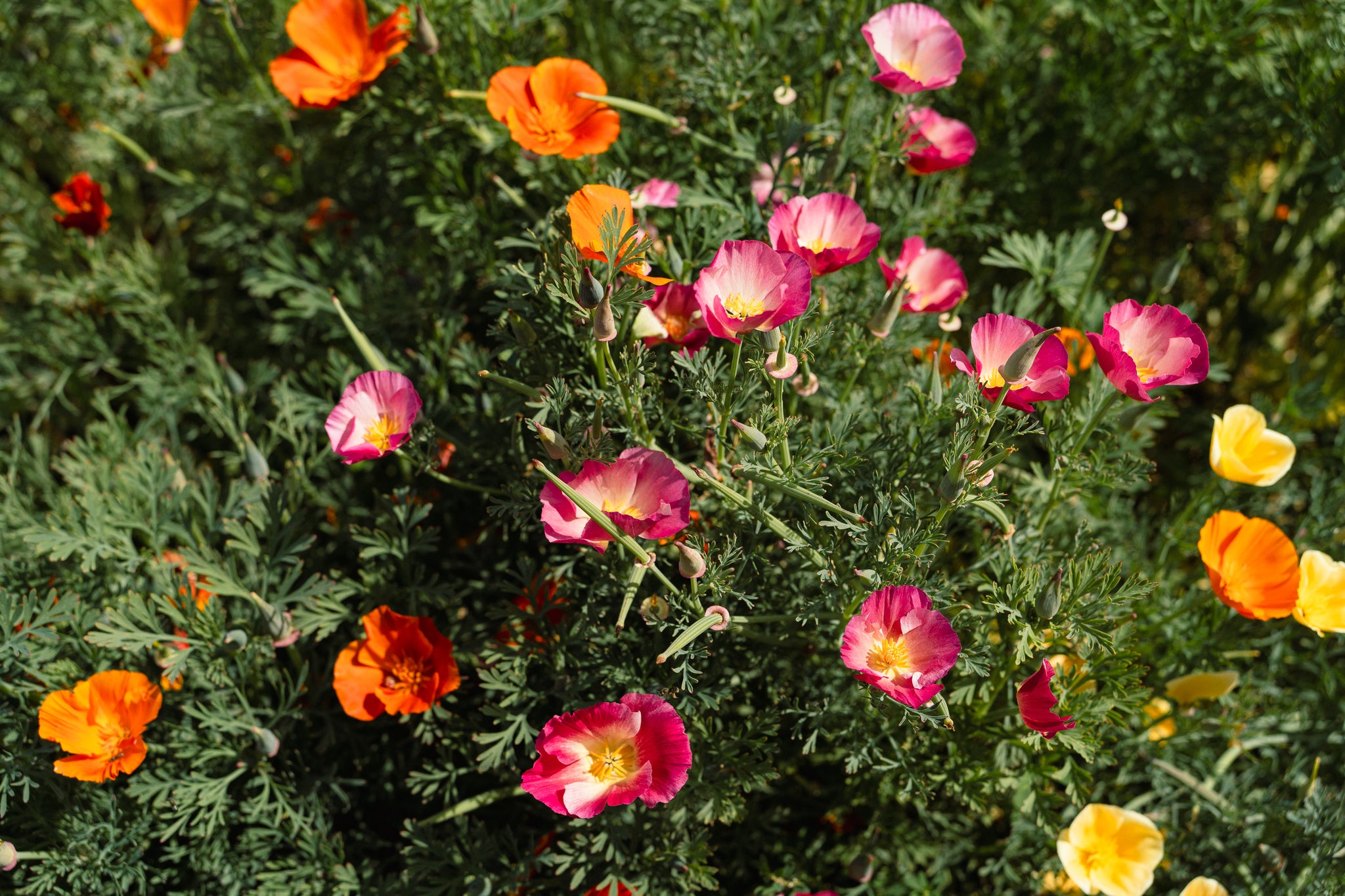best time to plant poppy seeds in california Landback California Poppy Seed