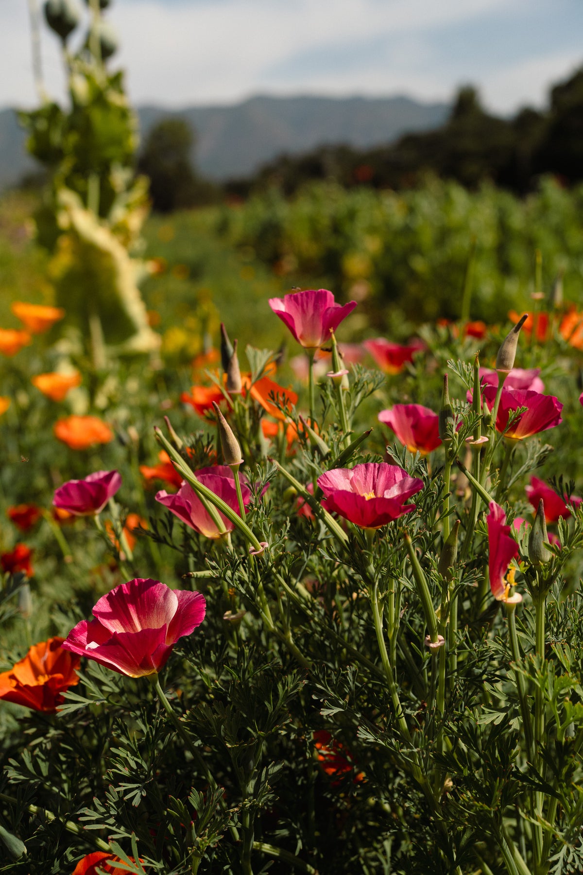 Landback California Poppy Mix
