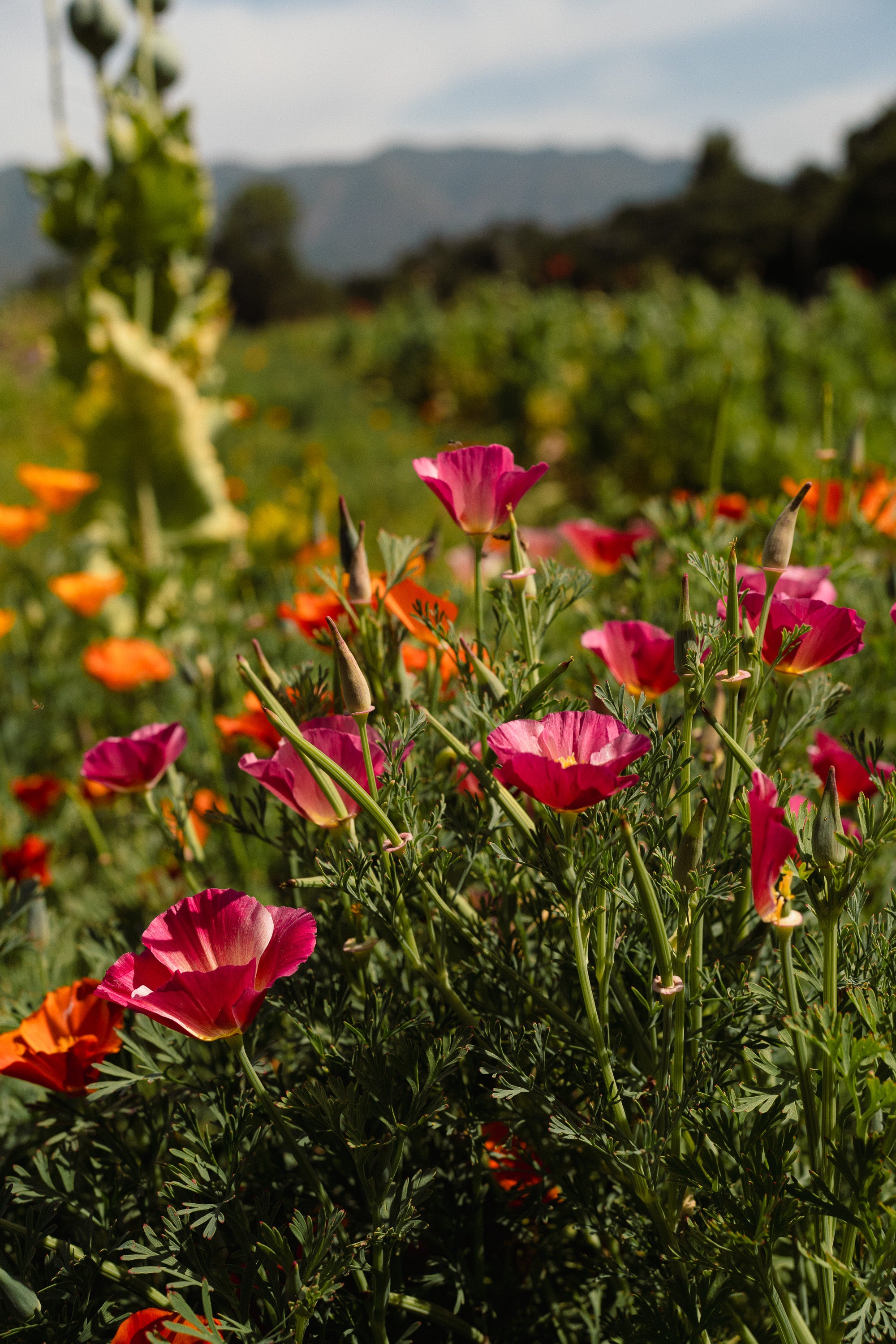 planting poppy seeds in colorado Landback California Poppy Seed