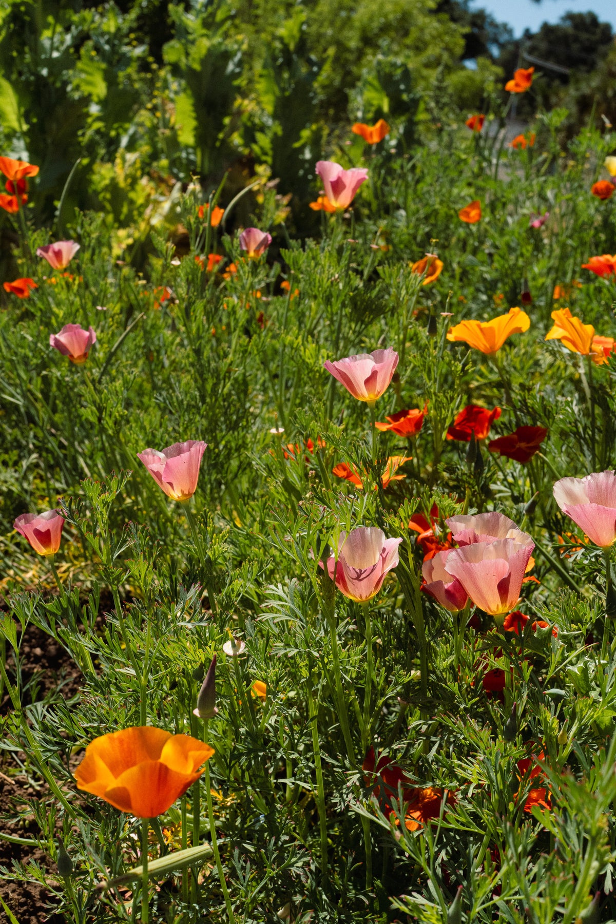 Landback California Poppy Mix