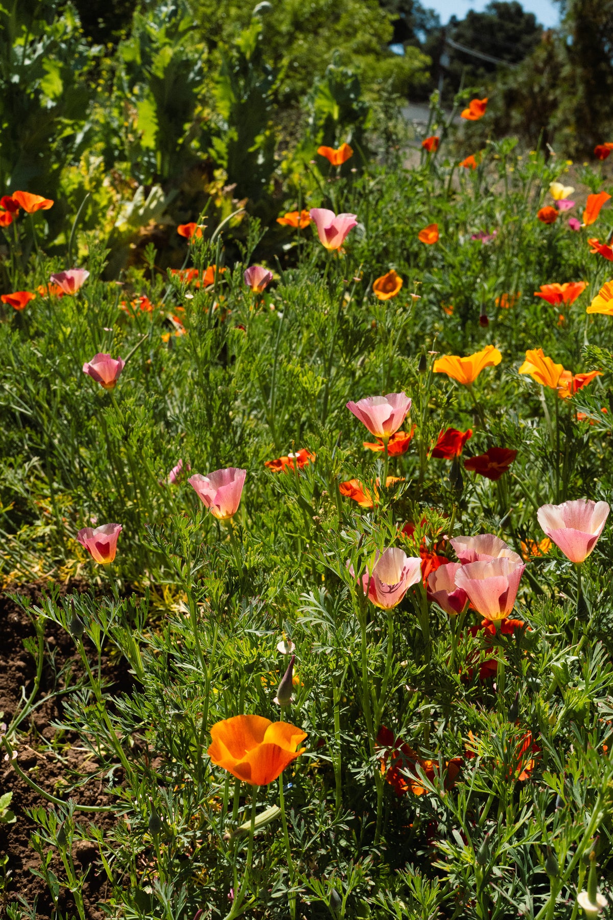 Landback California Poppy Mix