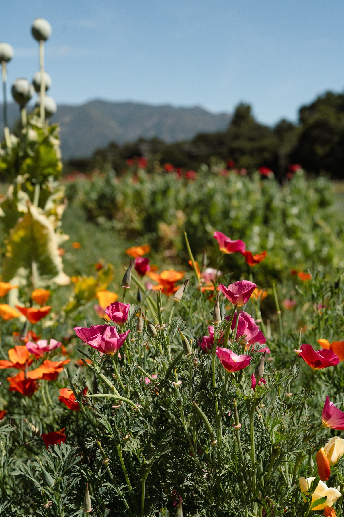 Landback California Poppy Mix